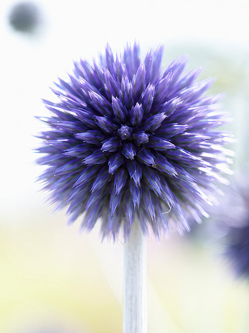 Echinops Ritro Veitch's Blue bare roots for EU shipping