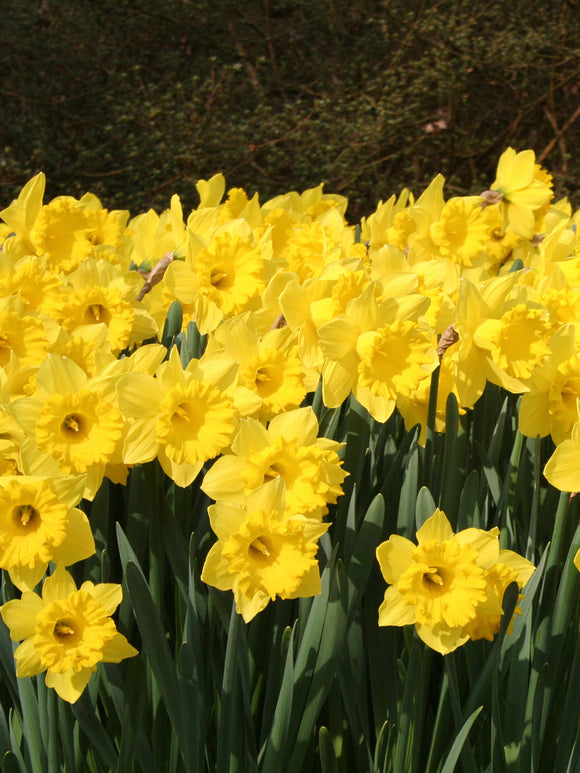 Daffodil flower bulbs Yellow - spring flowers