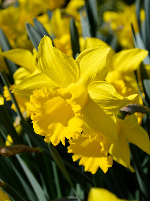 Daffodil flower bulb collection - flowering in Spring