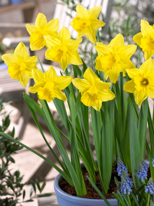 Daffodil bulbs - Yellow spring bloomers
