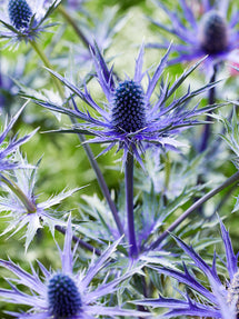 Eryngium Jos Eijking