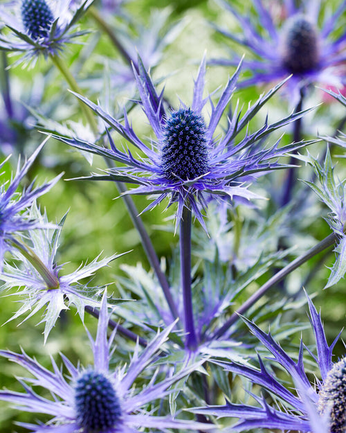Eryngium Jos Eijking spring planted bare roots from Holland