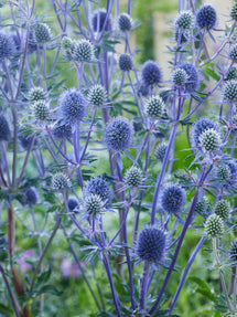 Eryngium Planum