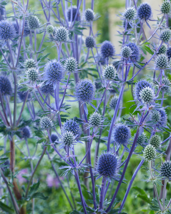 Eryngium Planum bare roots for EU shipping in the spring