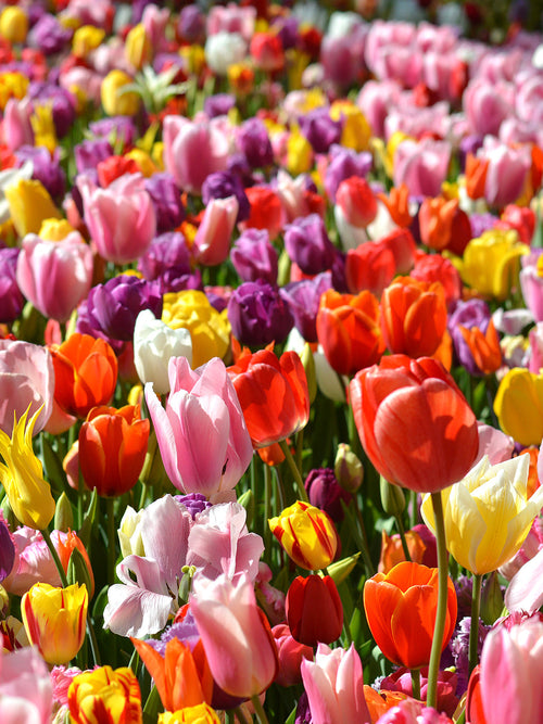 Eternal Spring Tulip Mix - Tulip Bulbs