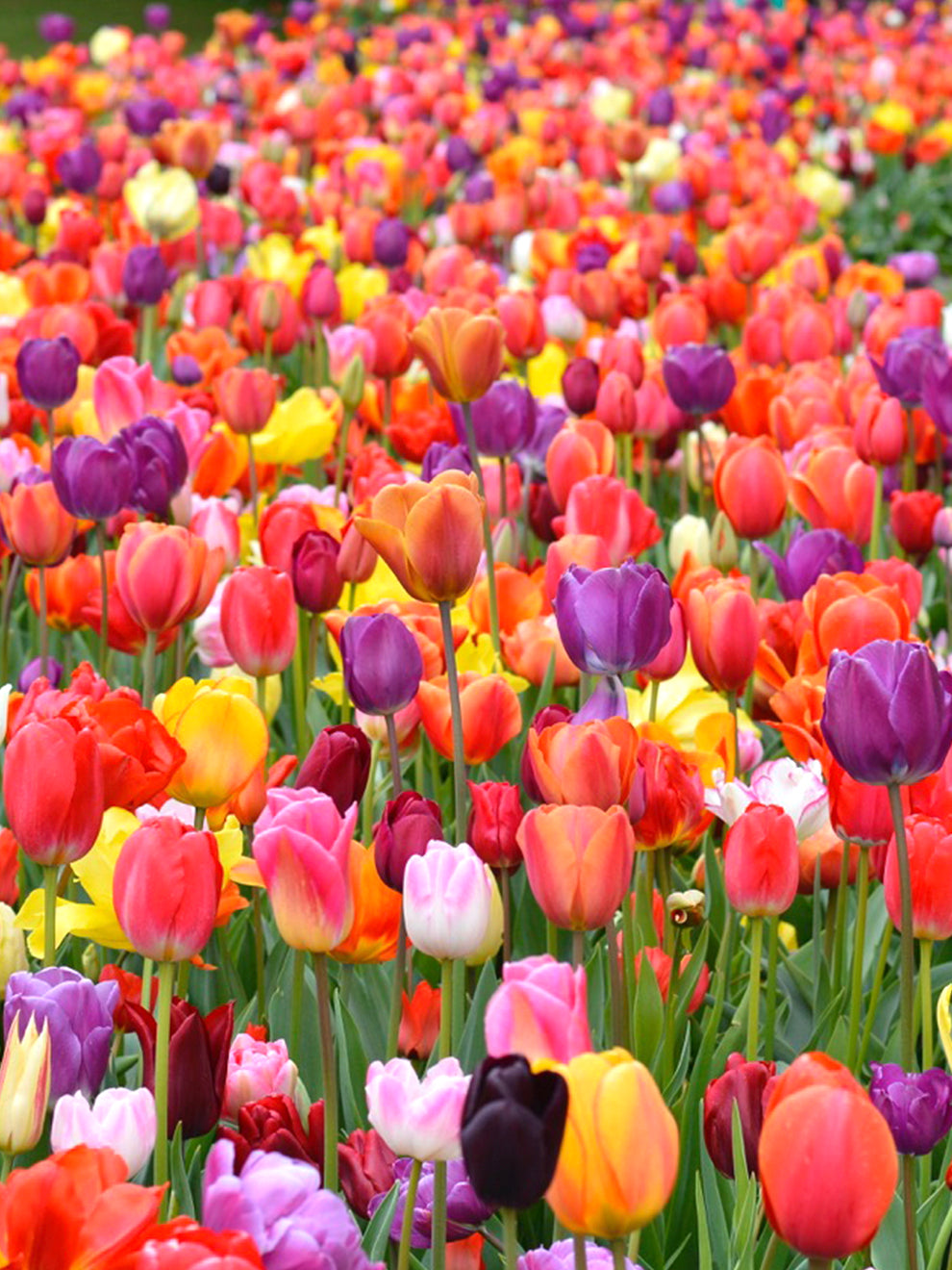 tulip flower tulip seeds Eternal Spring Tulip Mix
