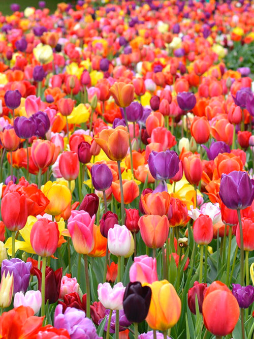 Eternal Spring Tulip Mix, more than 100 different tulip bulbs