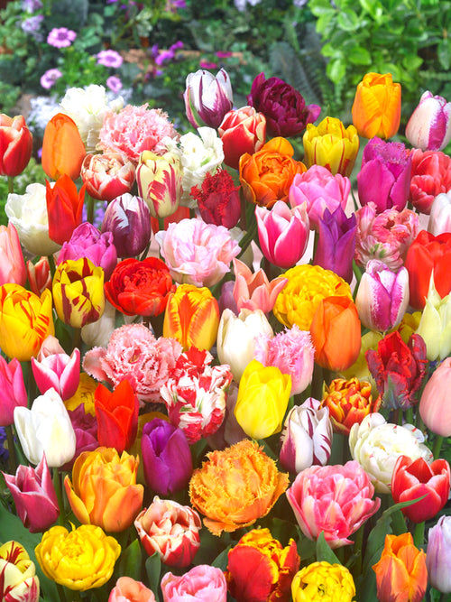 Eternal Spring Tulip Mix - Buy Tulip Bulbs