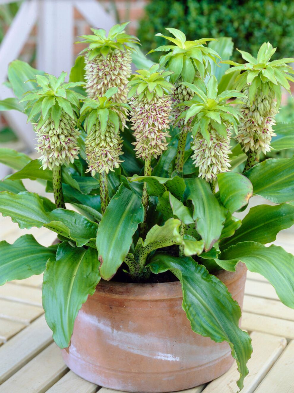 pineapple lily flower 1 bulb