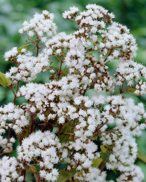 Eupatorium Chocolate bare roots for spring planting in the EU