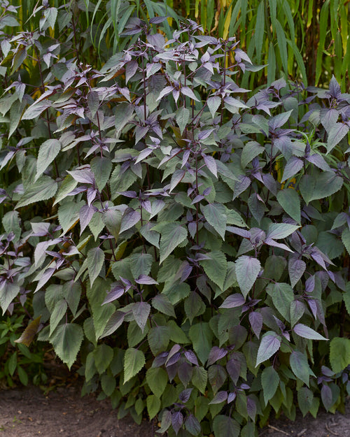 Eupatorium Chocolate bare roots order now from Holland 