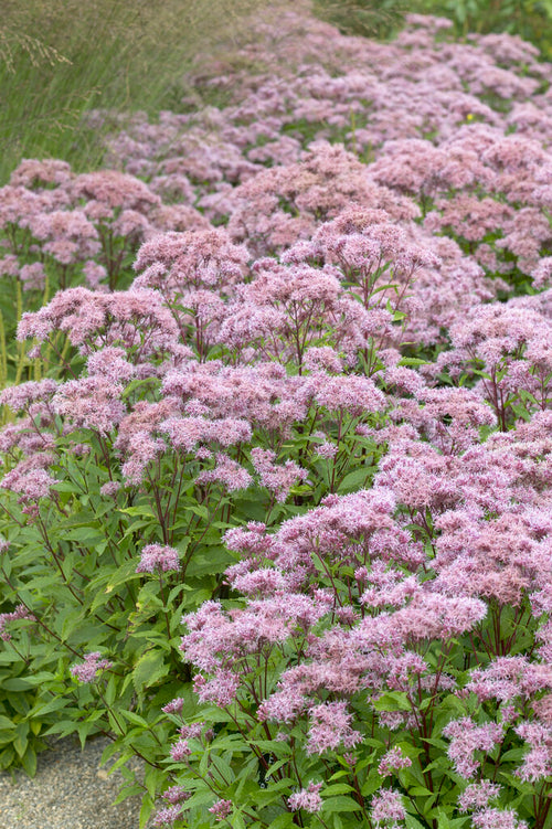 Eupatorium Purple Blush bare roots from Holland