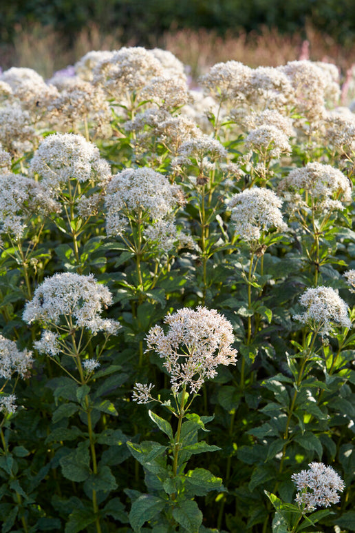 Eupatorium Snowball bare roots for planting in the spring in Europe