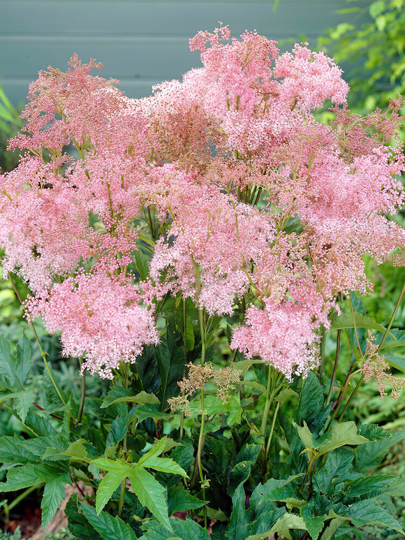 Filipendula Venusta bare roots from Holland shipping in Europe