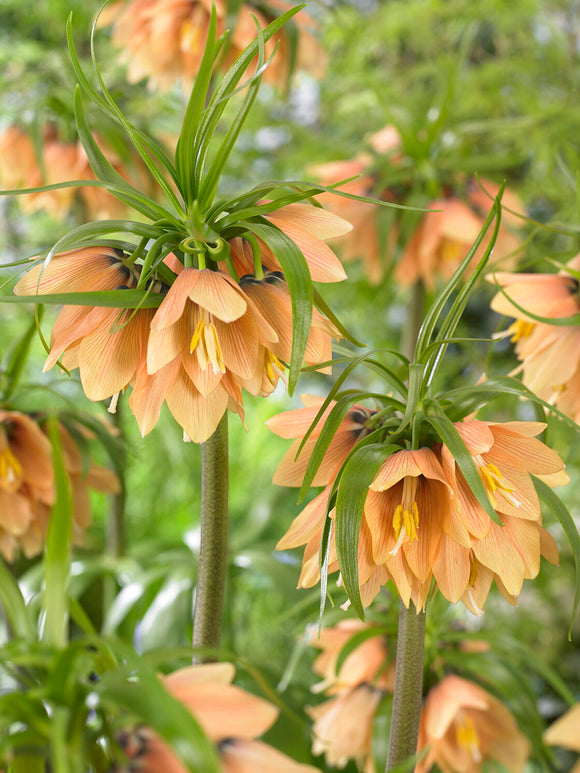 Fritillaria Early Fantasy Bulbs