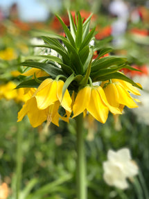 Fritillaria imp. Lutea Maxima - Crown Imperial Yellow