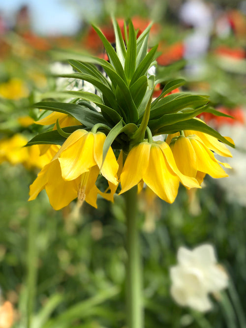 Yellow Fritillaria - Crown Imperial Yellow