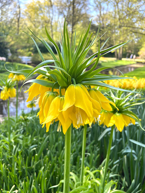 Fritillaria Lutea Big Yellow Blooms