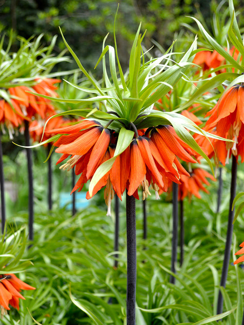 Fritillaria imperialis Rubra Maxima