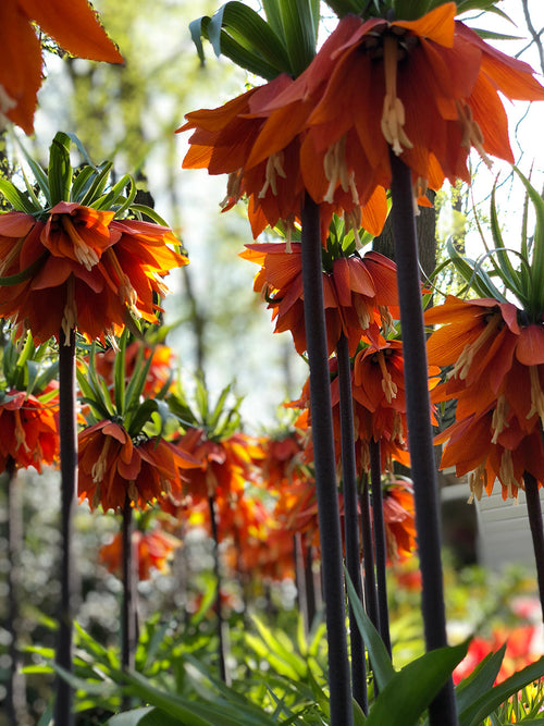 Fritillaria Rubra Red Spring Big Blooms