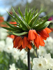 Fritillaria imp. Rubra Maxima - Crown Imperial Red