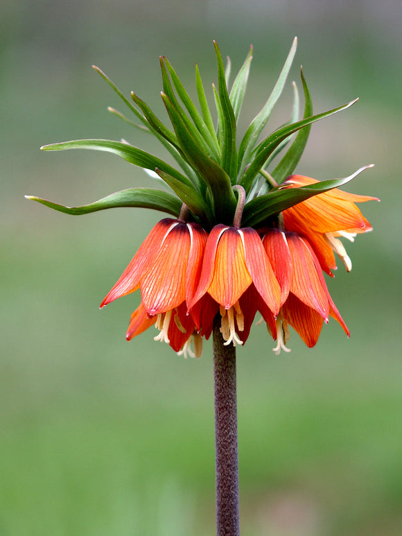 Fritillaria imperialis Rubra Maxima