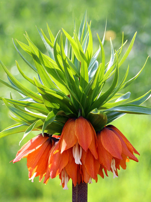 Fritillaria imperialis Rubra for UK shipping