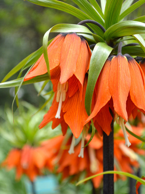 Fritillaria Rubra Maxima