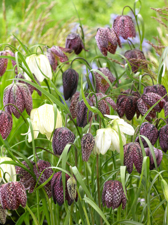 Fritillaria Meleagris Bulbs