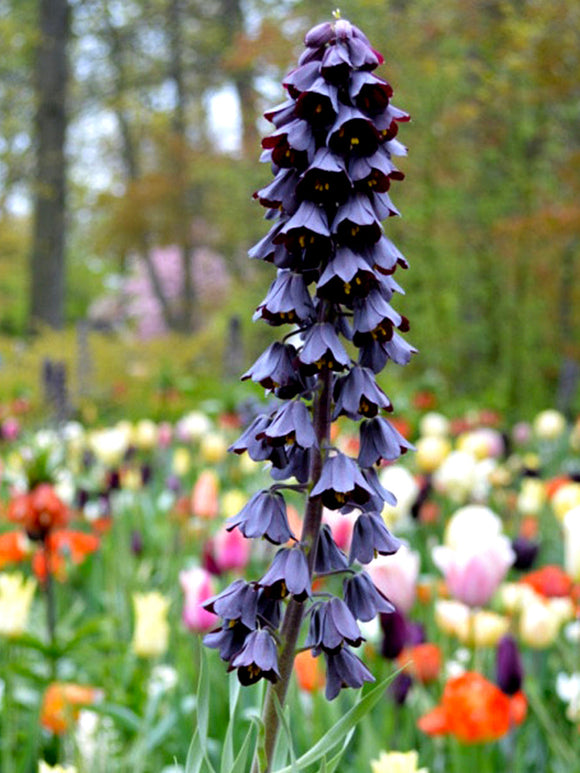 Fritillaria Persica Persian Lily flower bulbs UK