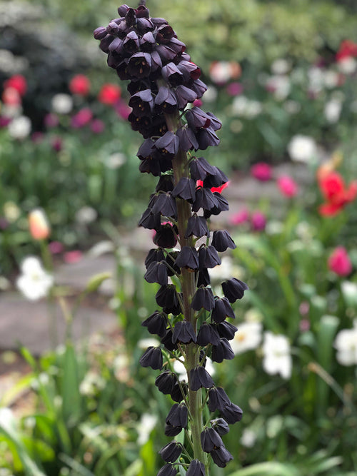 Fritillary Persica, black flowers on tall stems, spring blooming