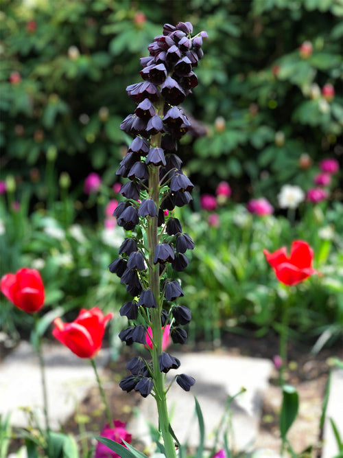 Fritillaria Persica, black purple blooms in spring