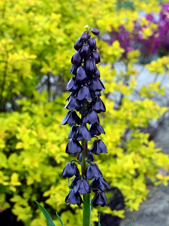 Purple fritillaria spring flowers