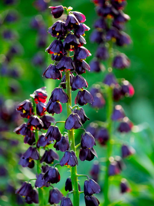 Architectural purple flowering bulb