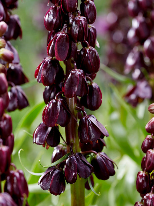 Dark bell-shaped fritillaria blooms