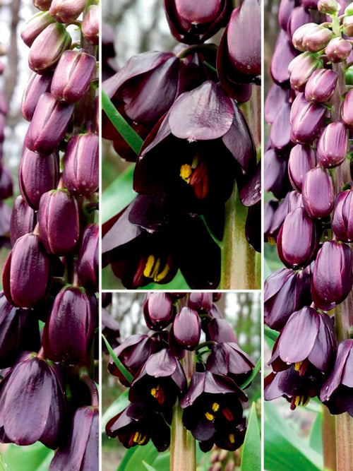 Spring garden fritillaria close-up