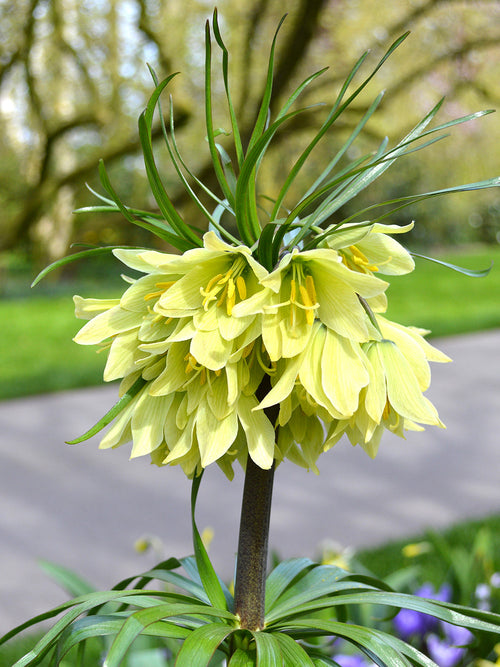 Fritillaria Raddeana - Crown Imperial Creme