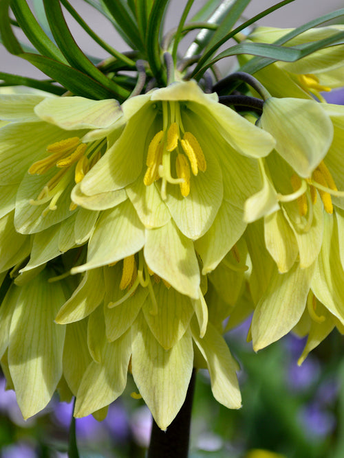 Fritillaria Raddeana