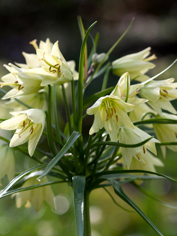 Fritillaria Raddeana - Crown Imperial Creme