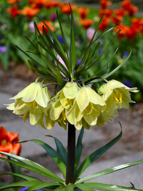 Fritillaria Bulbs Raddeana