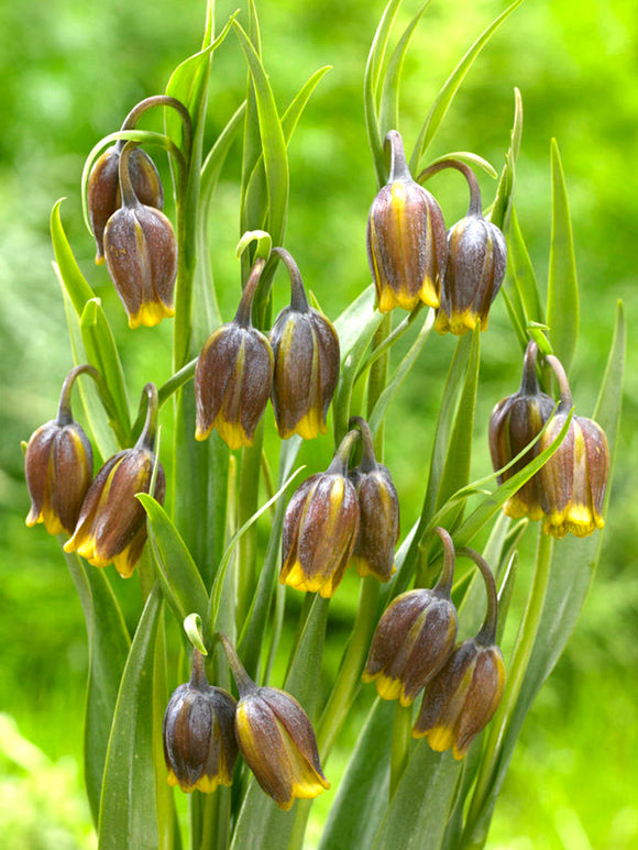 Fritillaria Uva-Vulpis (Fox's Grape Fritillary) Purple/Yellow EU shipping