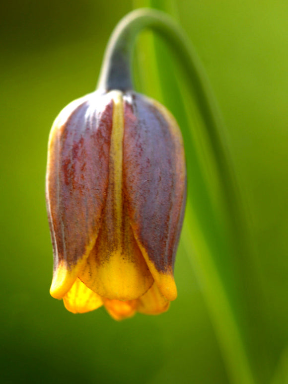 Fritillaria Uva-Vulpis (Fox's Grape Fritillary) Purple/Yellow