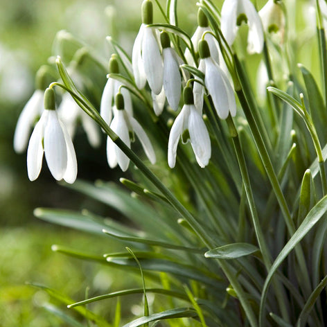 Galanthus (Snowdrops) Snowdrops