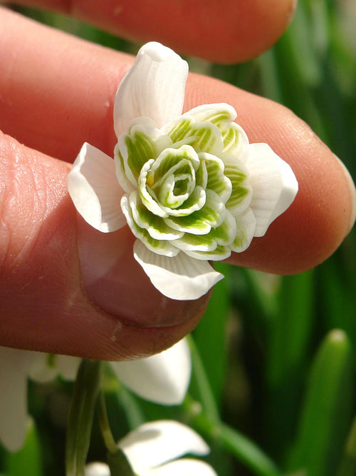 Galanthus Nivalis Flore Pleno (Snowdrops)