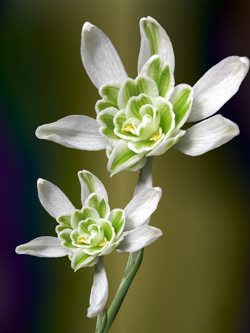 Galanthus Nivalis Flore Pleno (Snowdrops)