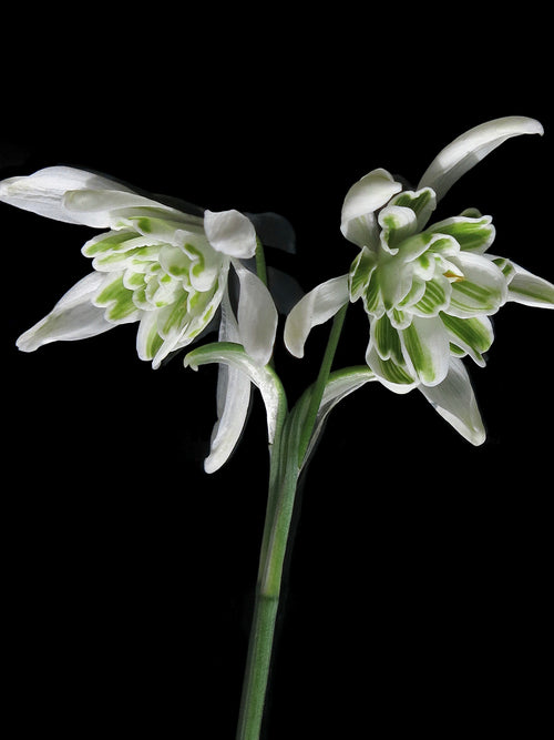 Galanthus Nivalis Flore Pleno (Snowdrops)