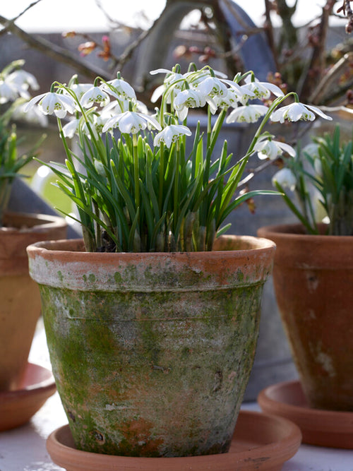 Galanthus Nivalis Flore Pleno (Snowdrops)