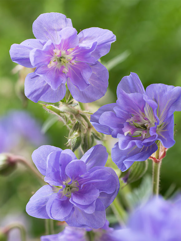 Geranium Azure Skies EU shipping in the spring