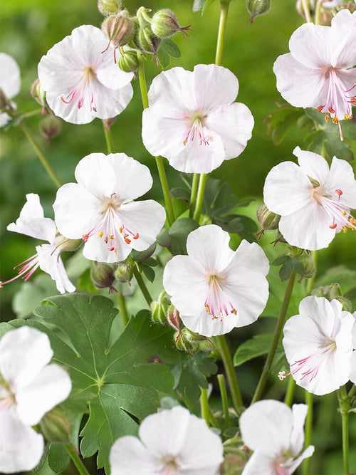 Geranium Biokovo bare roots for EU Shipping