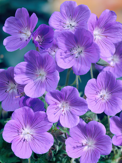 Geranium Brookside Bare roots for spring planting in the EU